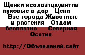 Щенки ксолоитцкуинтли пуховые в дар › Цена ­ 1 - Все города Животные и растения » Отдам бесплатно   . Северная Осетия